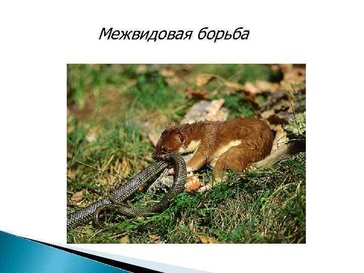 Межвидовая борьба 