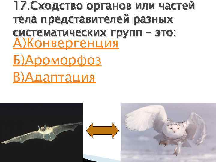 17. Сходство органов или частей тела представителей разных систематических групп – это: А)Конвергенция Б)Ароморфоз