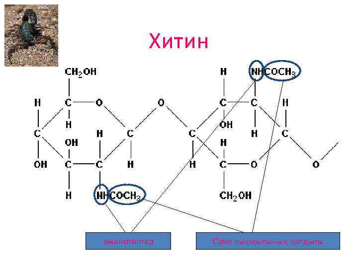 Хитин аминотоптар Сірке қышқылының қалдығы 