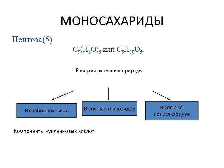 МОНОСАХАРИДЫ Пентоза(5) C 5(H 2 O)5 или C 5 H 10 O 5. Распространение