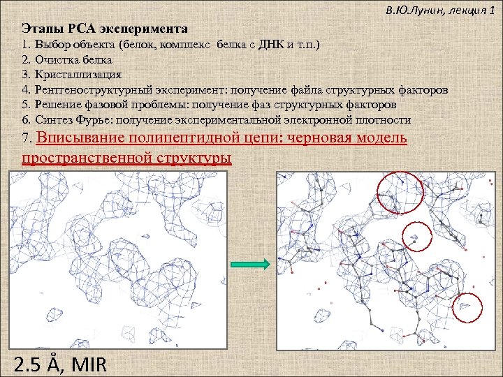 В. Ю. Лунин, лекция 1 Этапы РСА эксперимента 1. Выбор объекта (белок, комплекс белка