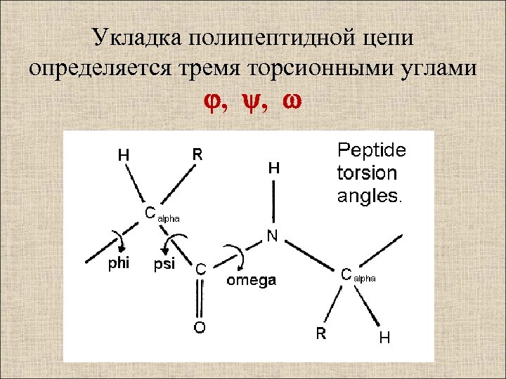 Укладка полипептидной цепи определяется тремя торсионными углами , , 