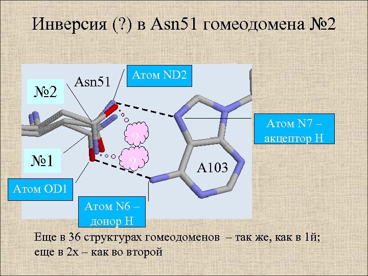 Инверсия (? ) в Asn 51 гомеодомена № 2 № 1 Asn 51 Атом