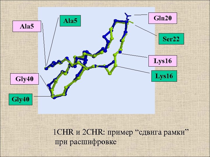 Ala 5 Gln 20 Ser 22 Lys 16 Gly 40 1 CHR и 2