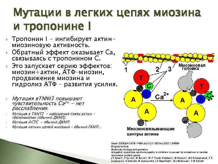 Мутации в легких цепях миозина и тропонине I Тропонин I - ингибирует актинмиозиновую активность.