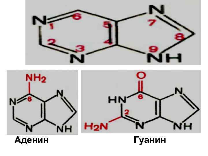 Аденин соответствует