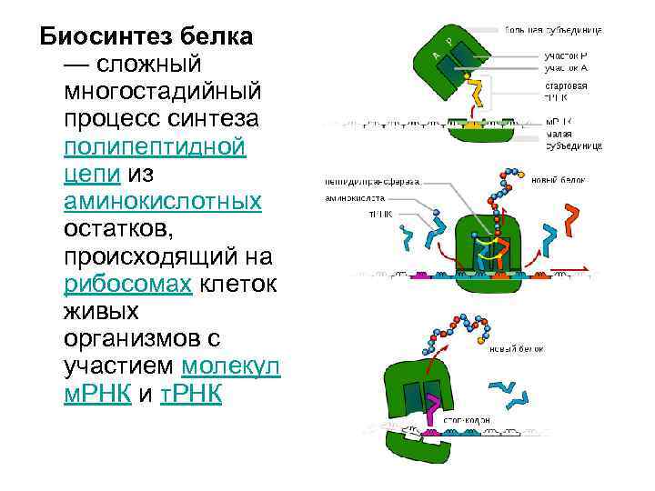 Биосинтез белка — сложный многостадийный процесс синтеза полипептидной цепи из аминокислотных остатков, происходящий на