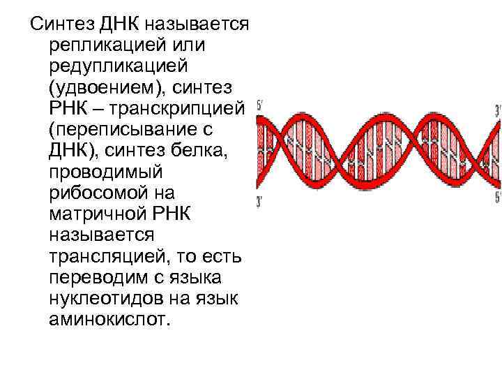 Синтез ДНК называется репликацией или редупликацией (удвоением), синтез РНК – транскрипцией (переписывание с ДНК),