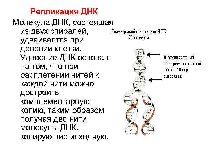 Репликация ДНК Молекула ДНК, состоящая из двух спиралей, удваивается при делении клетки. Удвоение ДНК