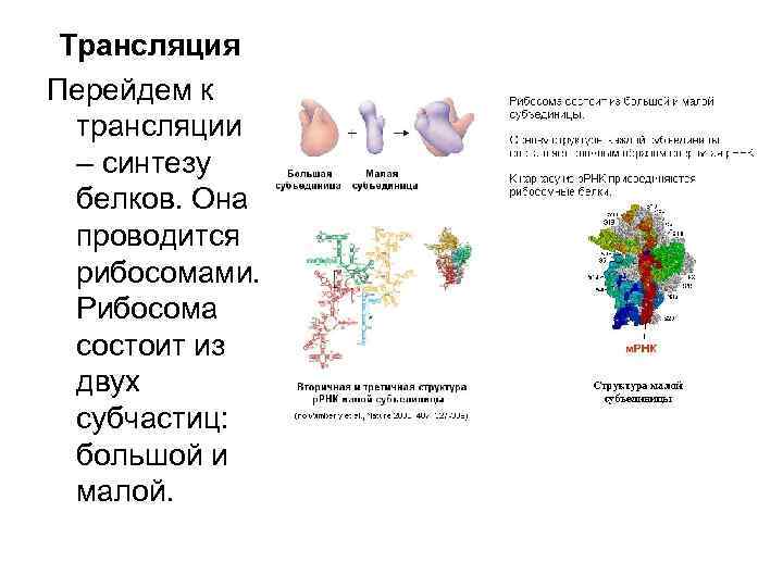 Трансляция Перейдем к трансляции – синтезу белков. Она проводится рибосомами. Рибосома состоит из двух