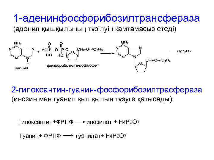 1 -аденинфосфорибозилтрансфераза (аденил қышқылының түзілуін қамтамасыз етеді) 2 -гипоксантин-гуанин-фосфорибозилтрасфераза (инозин мен гуанил қышқылын түзуге