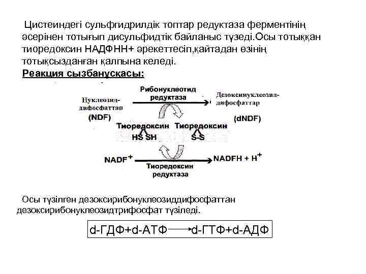  Цистеиндегі сульфгидрилдік топтар редуктаза ферментінің әсерінен тотығып дисульфидтік байланыс түзеді. Осы тотыққан тиоредоксин