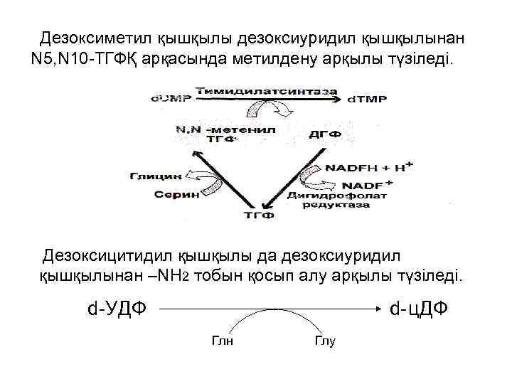  Дезоксиметил қышқылы дезоксиуридил қышқылынан N 5, N 10 -ТГФҚ арқасында метилдену арқылы түзіледі.