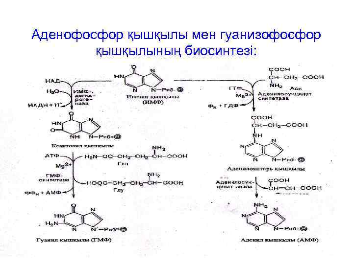 Аденофосфор қышқылы мен гуанизофосфор қышқылының биосинтезі: 