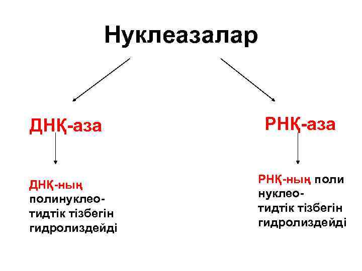 Нуклеазалар ДНҚ-аза ДНҚ-ның полинуклеотидтік тізбегін гидролиздейді РНҚ-аза РНҚ-ның поли нуклеотидтік тізбегін гидролиздейді 