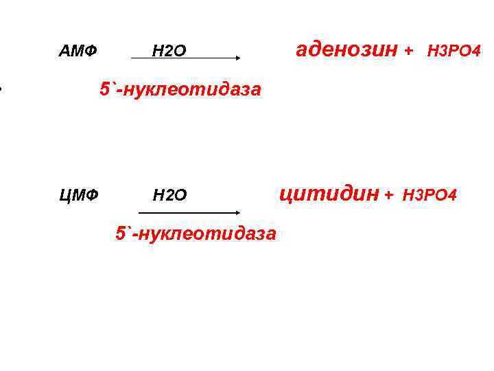 АМФ • Н 2 О аденозин + Н 3 РО 4 5`-нуклеотидаза • •