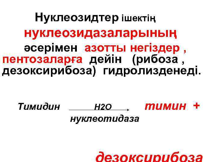  Нуклеозидтер ішектің нуклеозидазаларының әсерімен азотты негіздер , пентозаларға дейін (рибоза , дезоксирибоза) гидролизденеді.