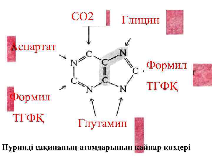 СО 2 Глицин Аспартат Формил ТГФҚ Глутамин Пуринді сақинаның атомдарының қайнар көздері 