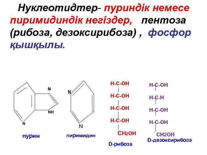 Пентоза рибоза