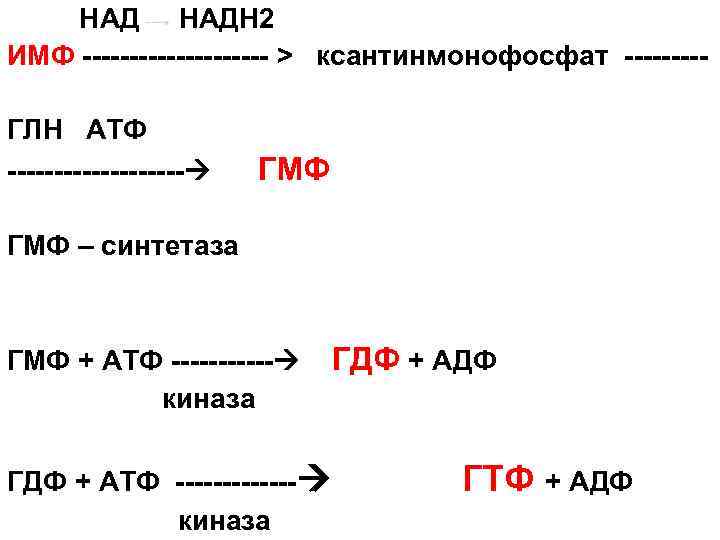  НАДН 2 ИМФ ---------- > ксантинмонофосфат ----ГЛН АТФ ---------- ГМФ – синтетаза ГМФ