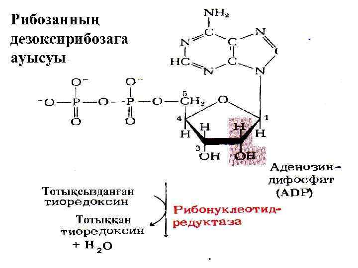 Рибозанның дезоксирибозаға ауысуы Тотықсызданған Тотыққан 