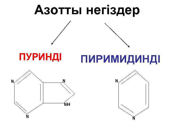 Азотты негіздер ПУРИНДІ ПИРИМИДИНДІ N NH N N 