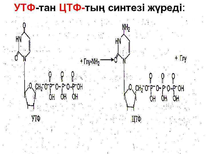 Цтф