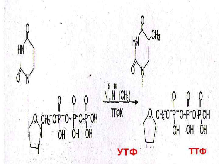  УТФ-тан ТТФ-тың синтезі жүреді: УТФ ТТФ 