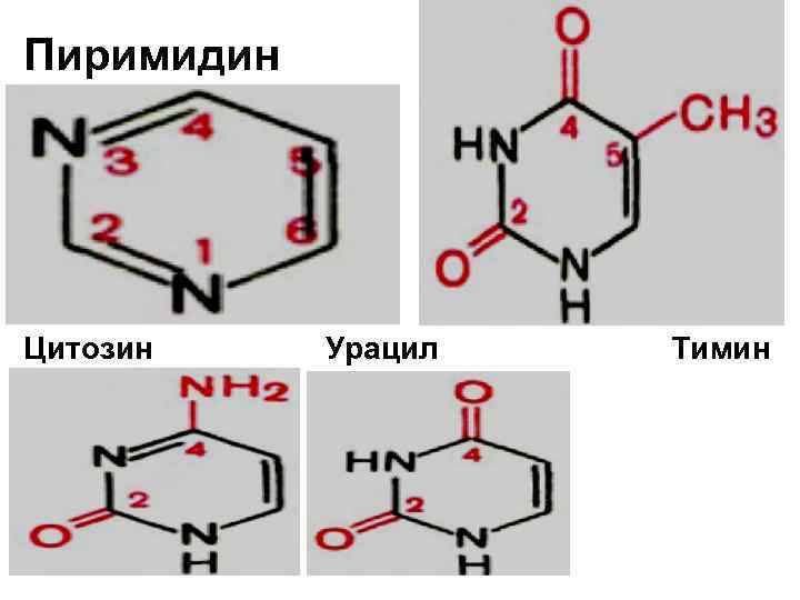 Молекула урацила