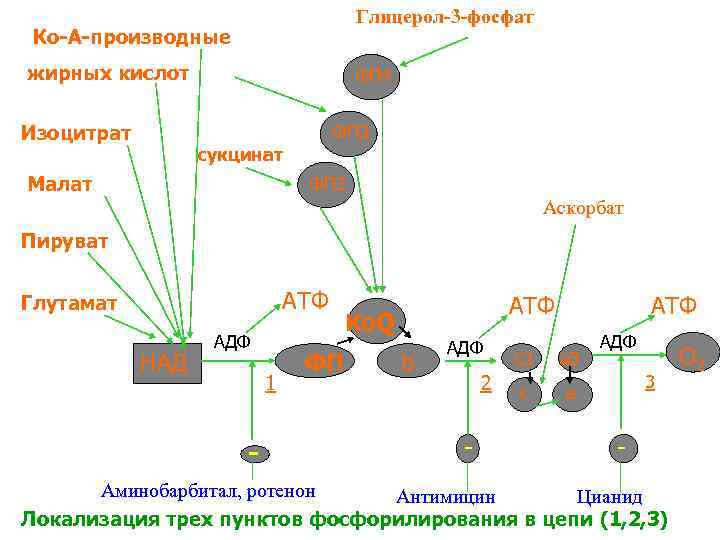 Глицерол-3 -фосфат Ко-А-производные жирных кислот Изоцитрат ФП 4 ФП 3 сукцинат Малат ФП 2