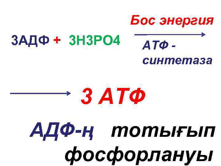 Бос энергия 3 АДФ + 3 H 3 PO 4 АТФ - синтетаза 3