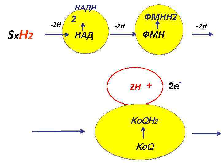 НАДН Sx. H 2 -2 H 2 НАД -2 H ФМНH 2 ФМН 2