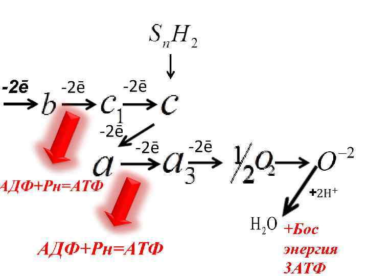 -2ē +Бос энергия 3 АТФ 