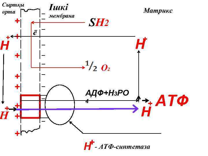 Сыртқы орта Ішкі мембрана + + Н + Матрикс SH 2 ē + Н