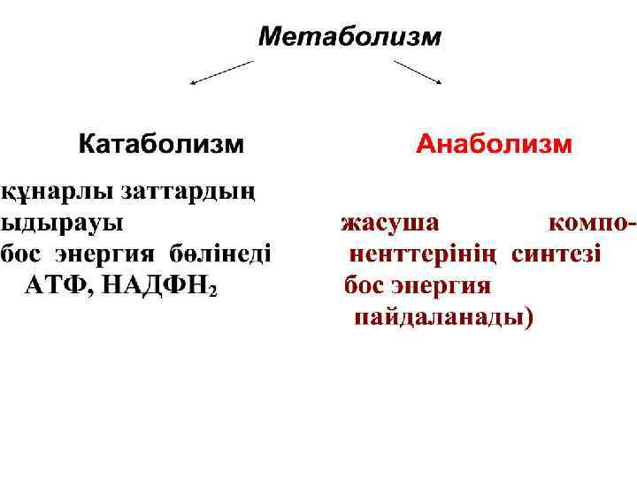 Зат алмасу презентация