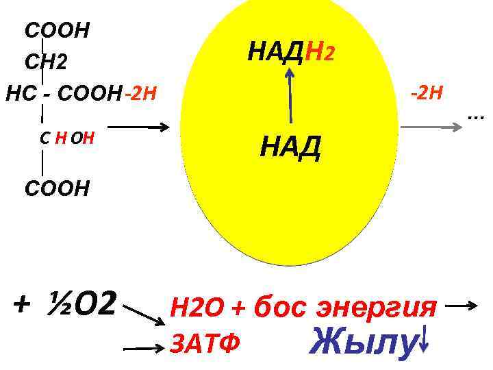 COOH CH 2 HC - COOH -2 H С Н ОH COOH + ½O