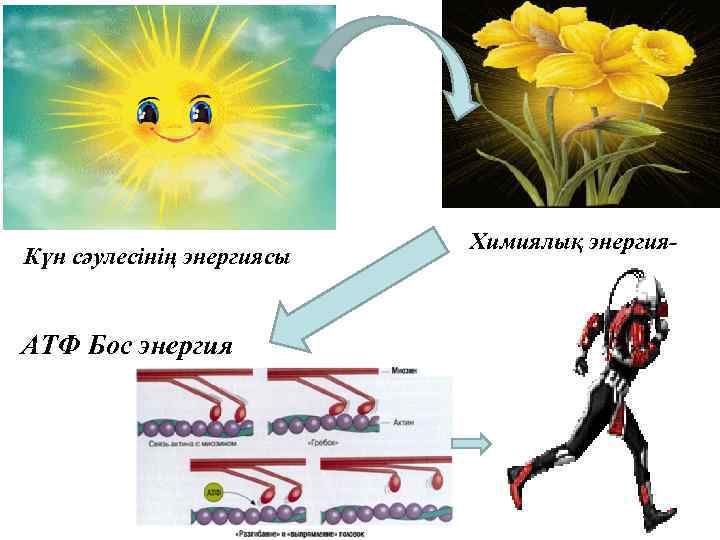 Зат алмасу презентация