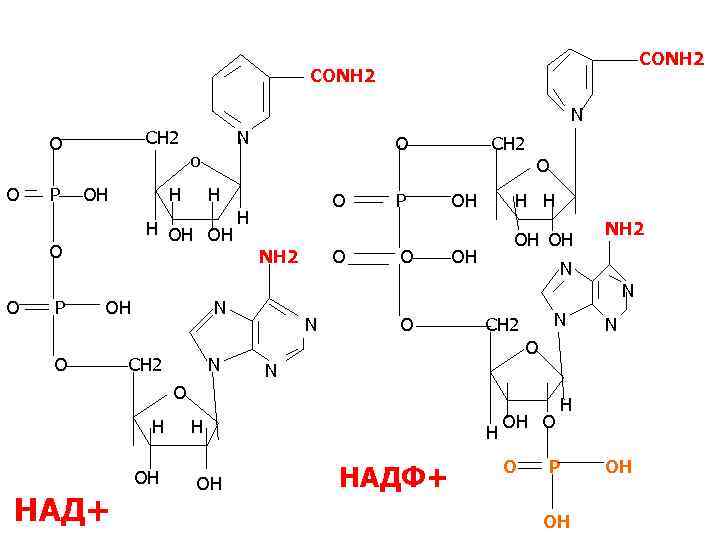 CONH 2 N CH 2 O O P P O o OH H H