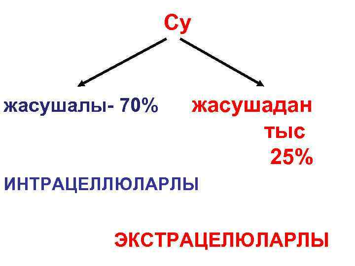Су жасушалы- 70% жасушадан тыс 25% ИНТРАЦЕЛЛЮЛАРЛЫ ЭКСТРАЦЕЛЮЛАРЛЫ 