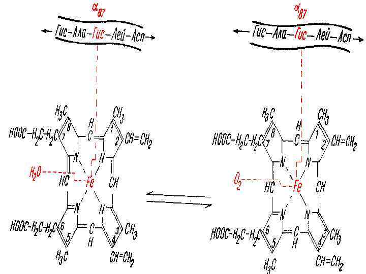 О 2 гемдегі темірдің атомымен байланысады, 