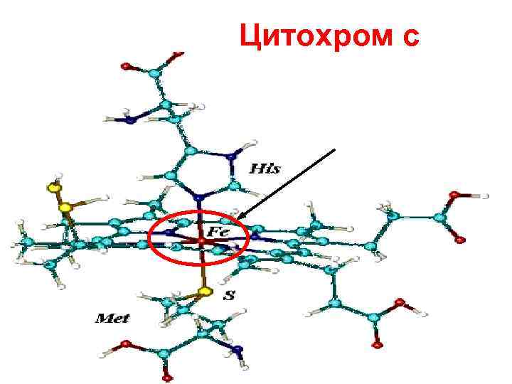 Цитохром с 