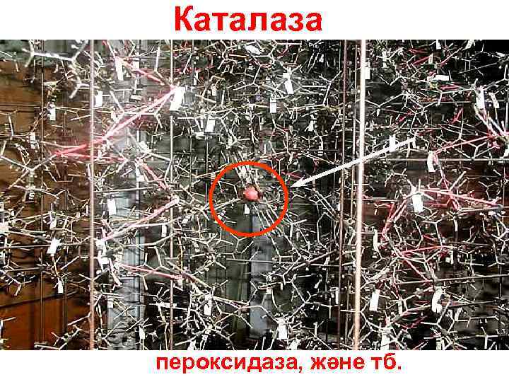 Каталаза пероксидаза, және тб. 