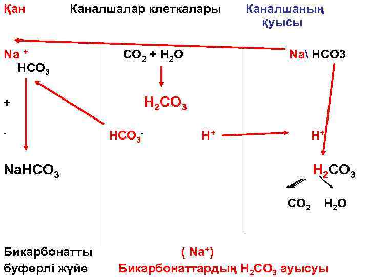 Mg hco3 2 h2o