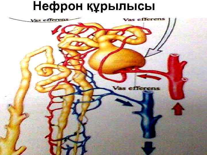 Нефрон құрылысы 
