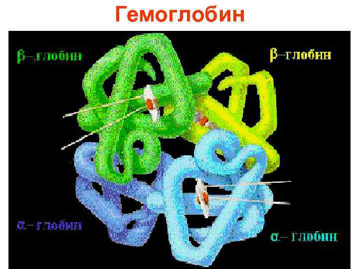 Гемоглобин 