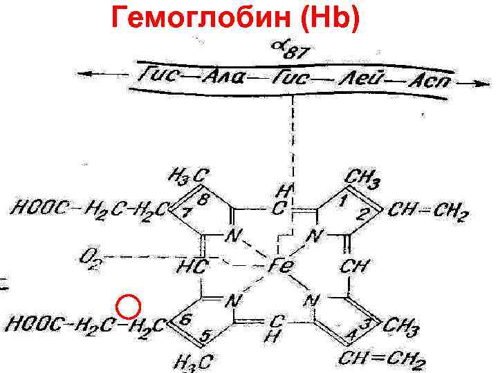 Гемоглобин (Нb) 