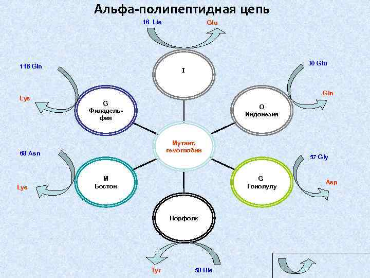 Альфа-полипептидная цепь 16 Lis 30 Glu 116 Gln Lys I Gln G Филадельфия O