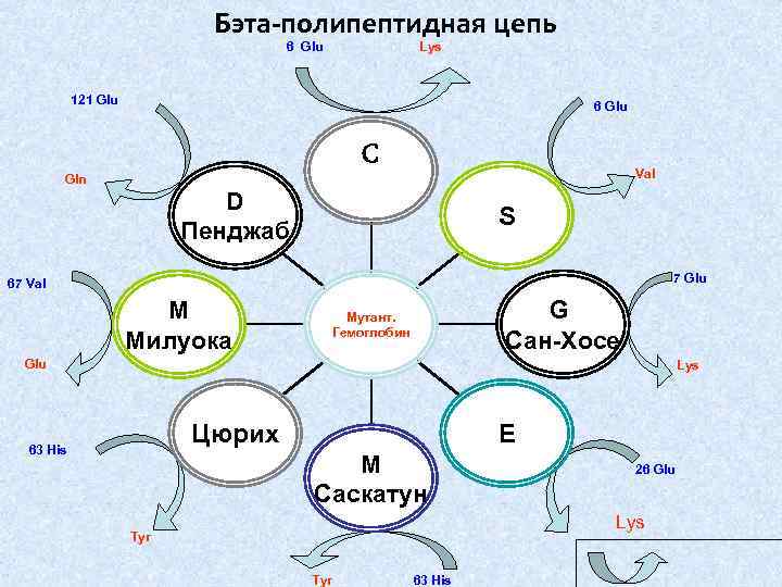 Бэта-полипептидная цепь 6 Glu Lys 121 Glu 6 Glu C Val Gln D Пенджаб