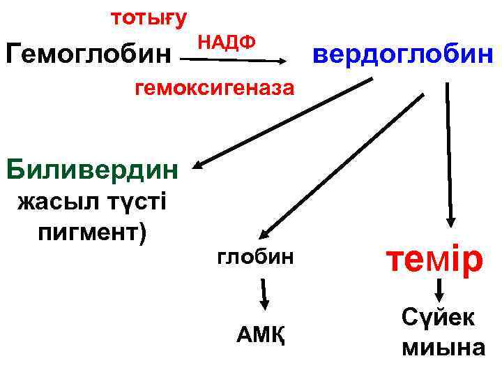 тотығу Гемоглобин НАДФ вердоглобин гемоксигеназа Биливердин жасыл түсті пигмент) глобин АМҚ темір Сүйек миына