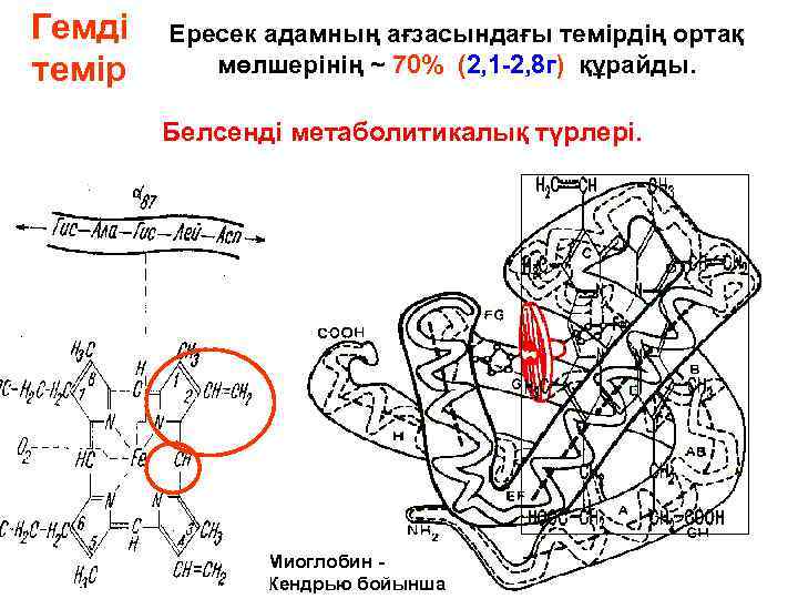 Гемді темір моглобин ~2, 6 г Ересек адамның ағзасындағы темірдің ортақ мөлшерінің ~ 70%